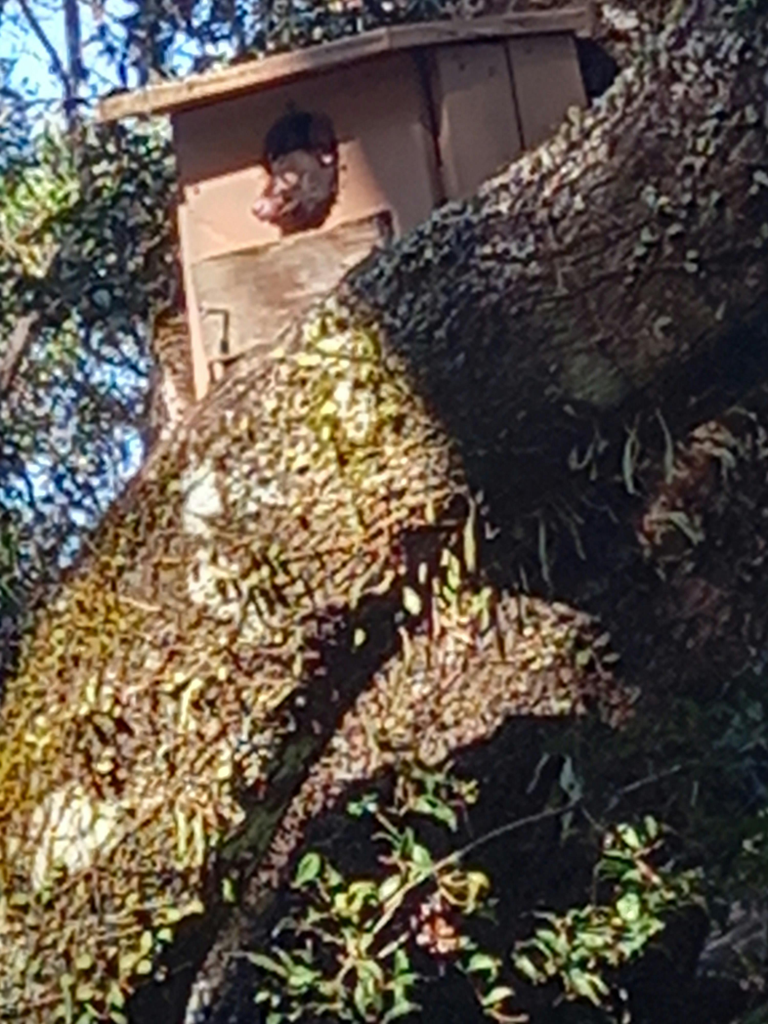 Possum in the nest box