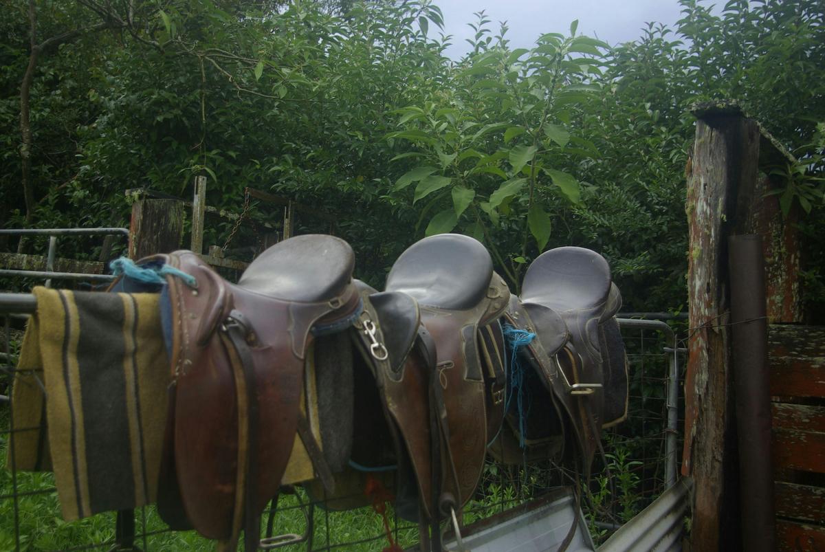 Saddle up!