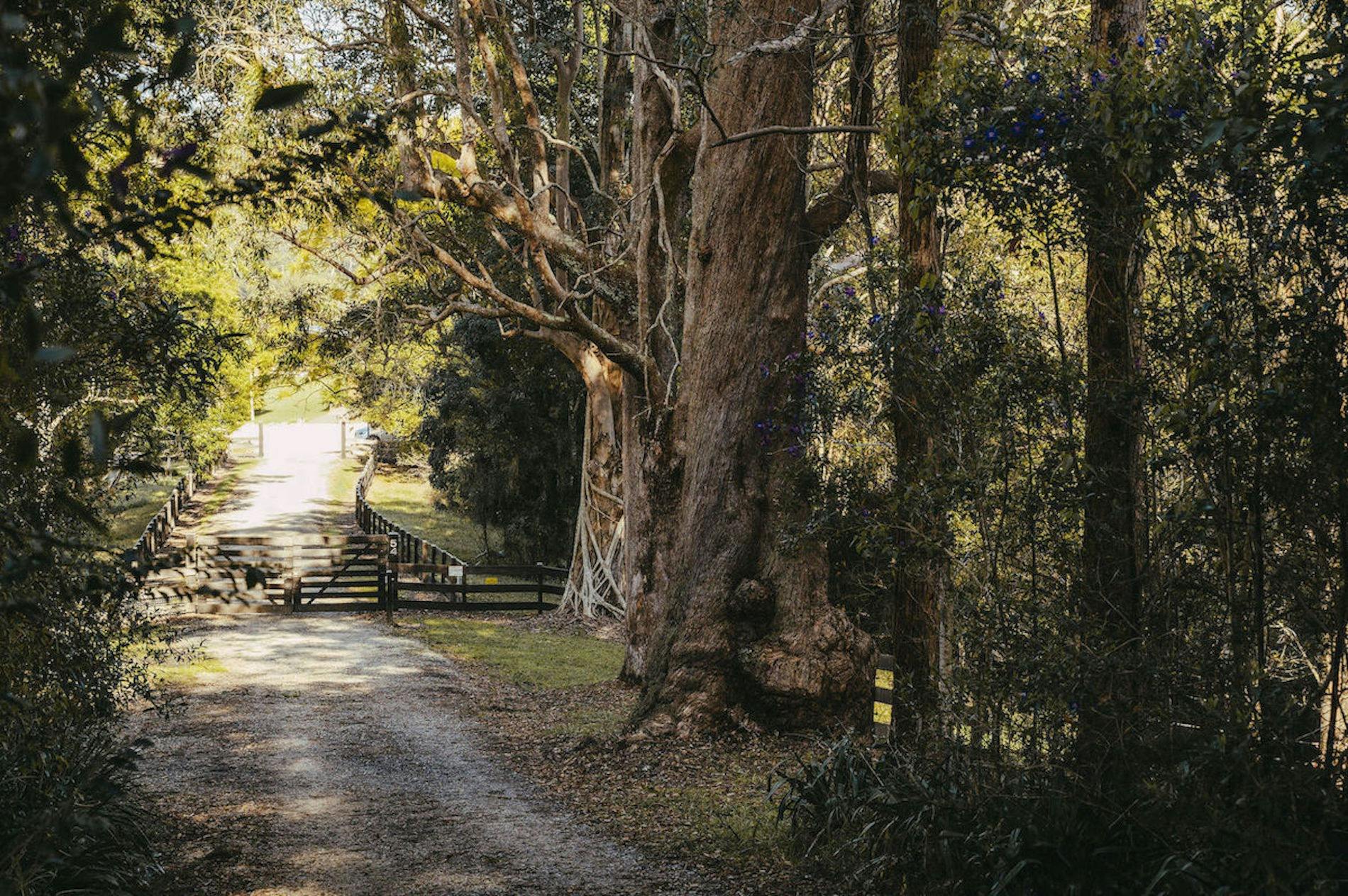 Entry Driveway to Sunny Corner Pastures