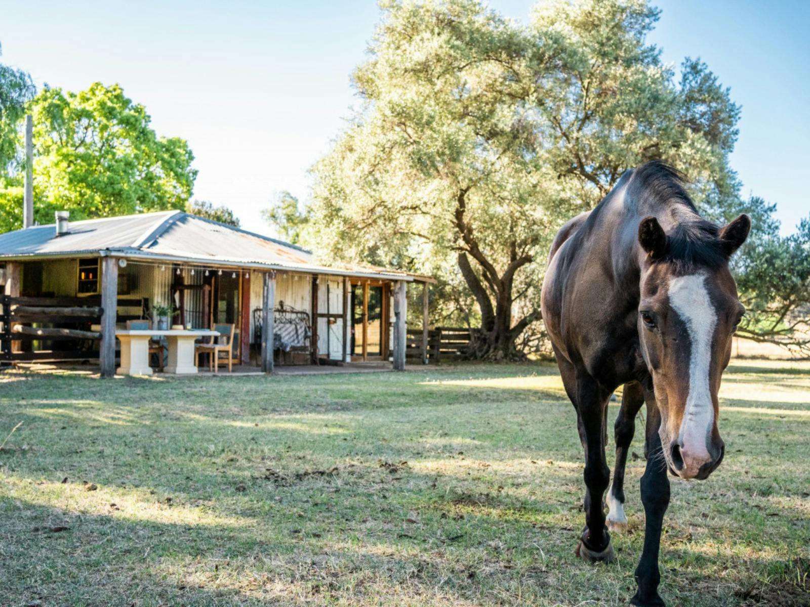 The Shearing Shed Boutique Farmstay Cowra edit1
