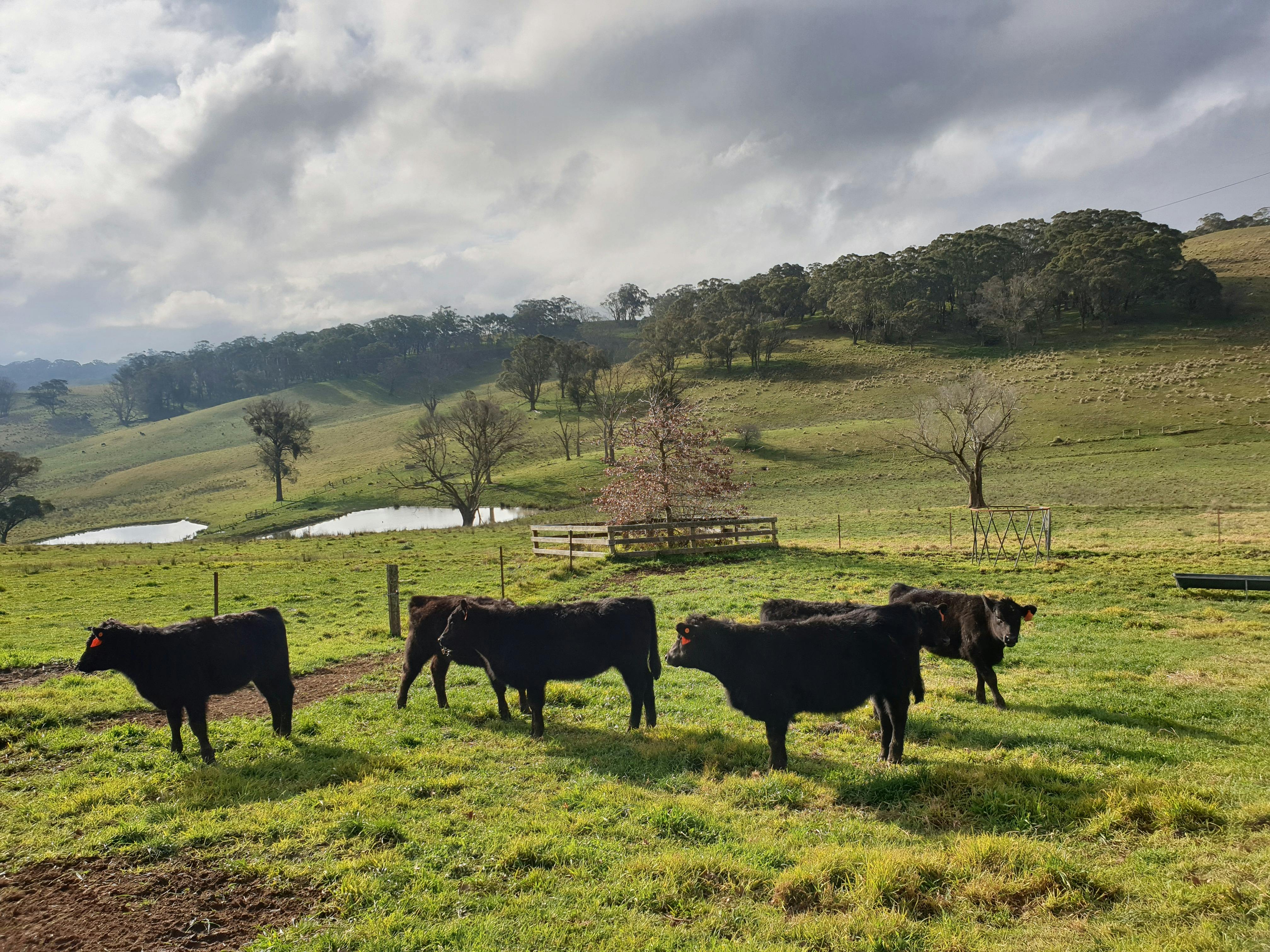 young calves just weaned