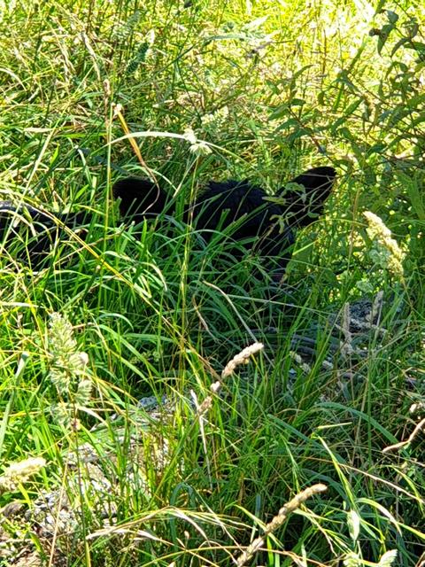 check out our new born calves