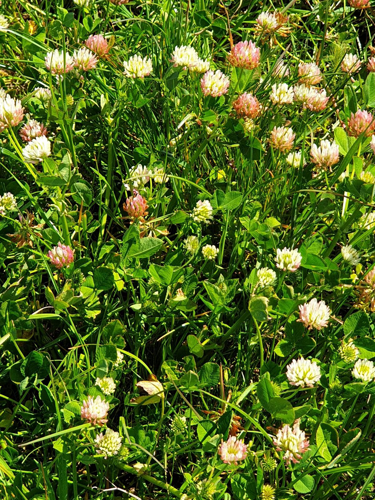 regenerative fields of pasture