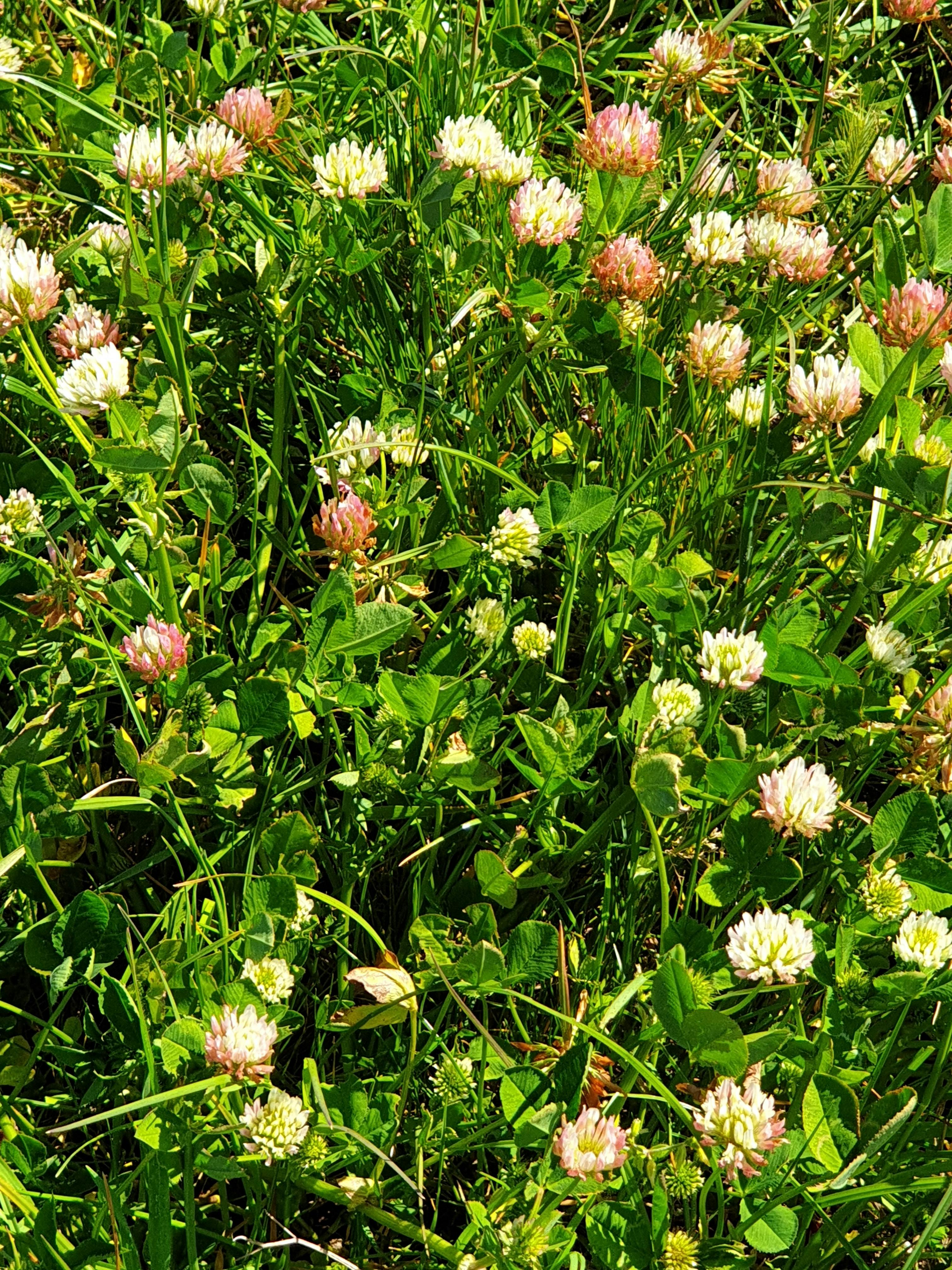 regenerative fields of pasture