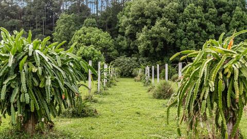 The Freedom Organic Farm
