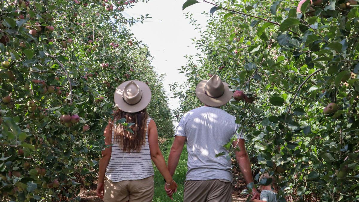Apple Orchard