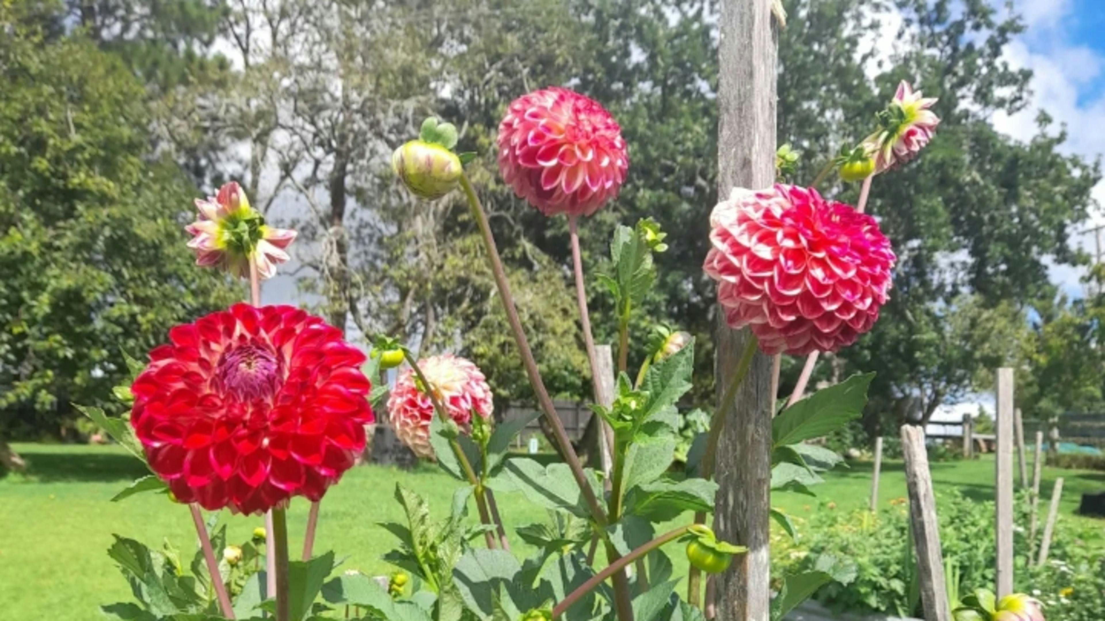 The Tranquil Garden Camping