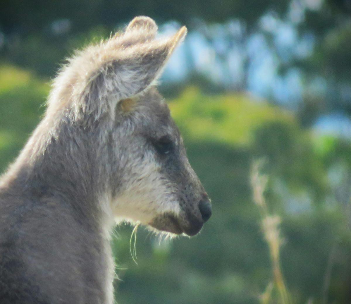 Wallaroo female