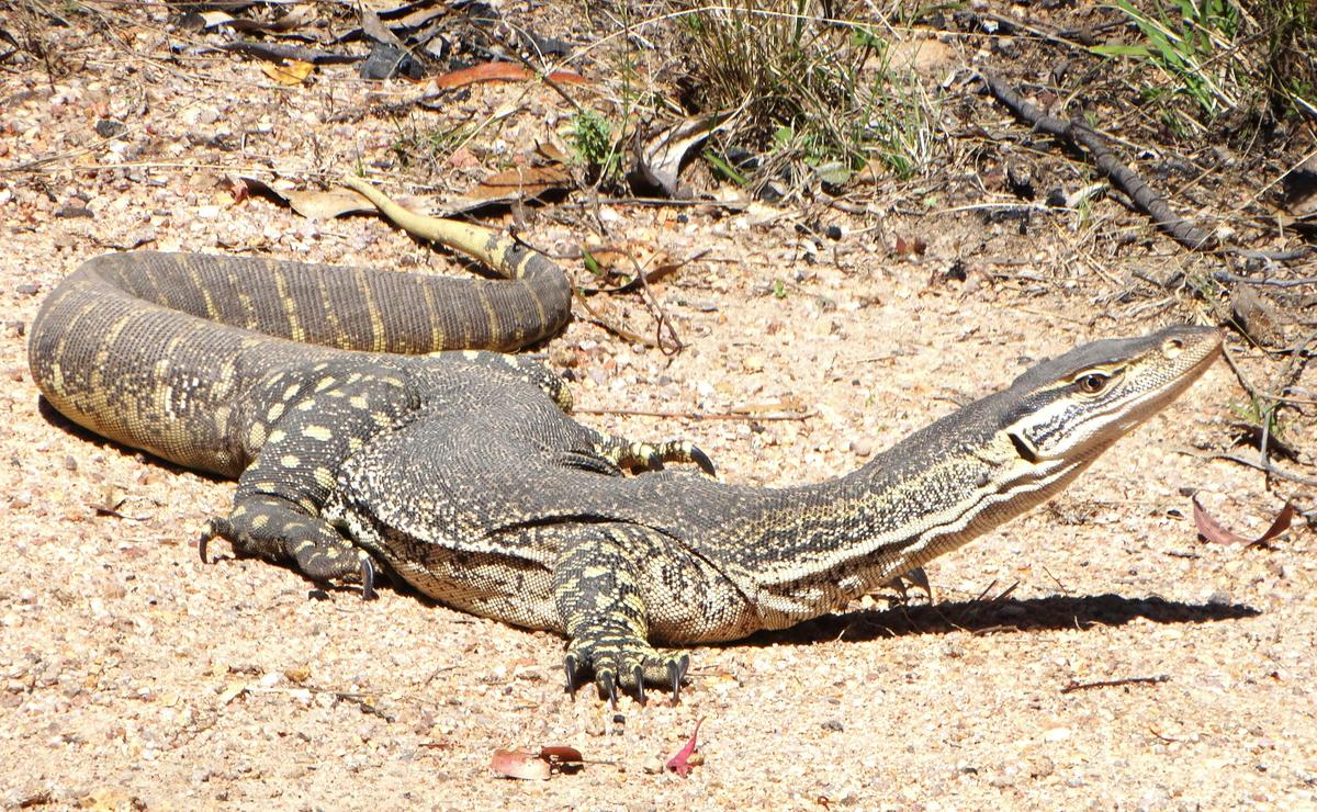 Gould's Monitor
