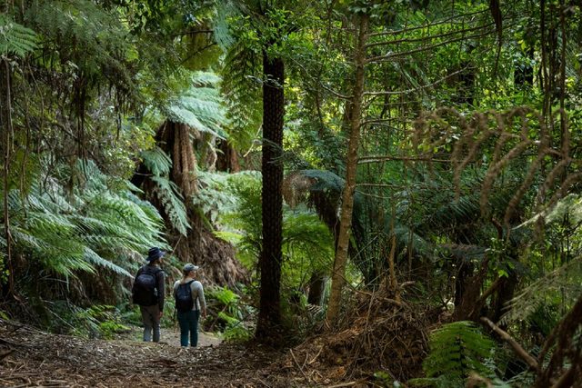 Gulaga Mountain Walk