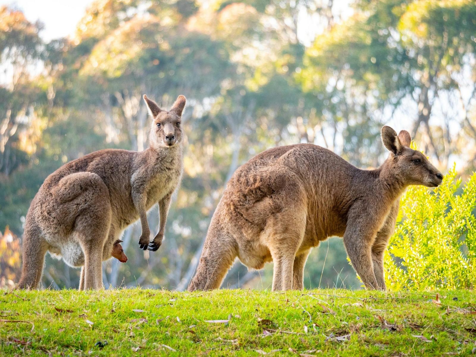 Kangaroo Family