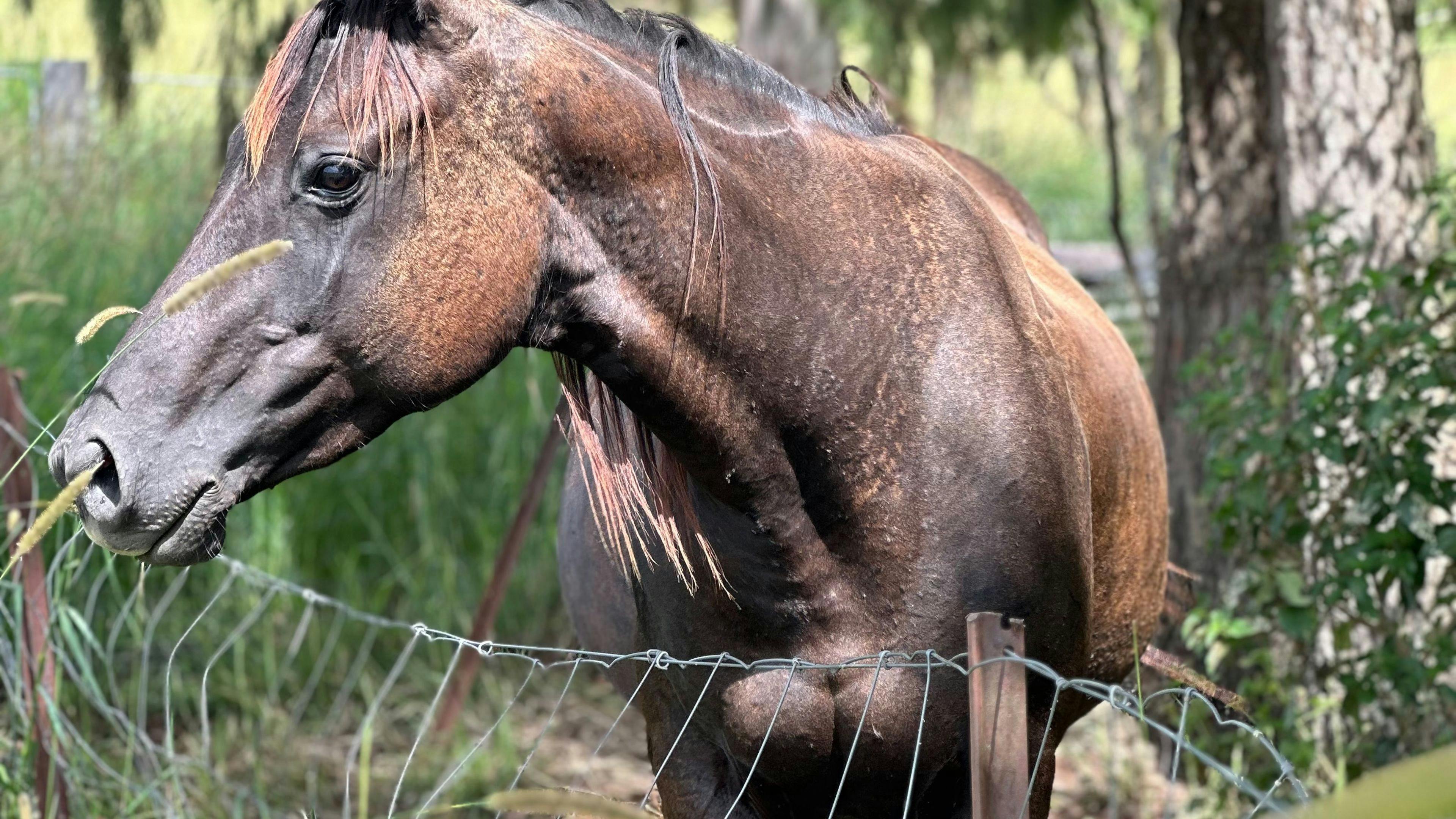 The Plains Ranch and Farm Stay