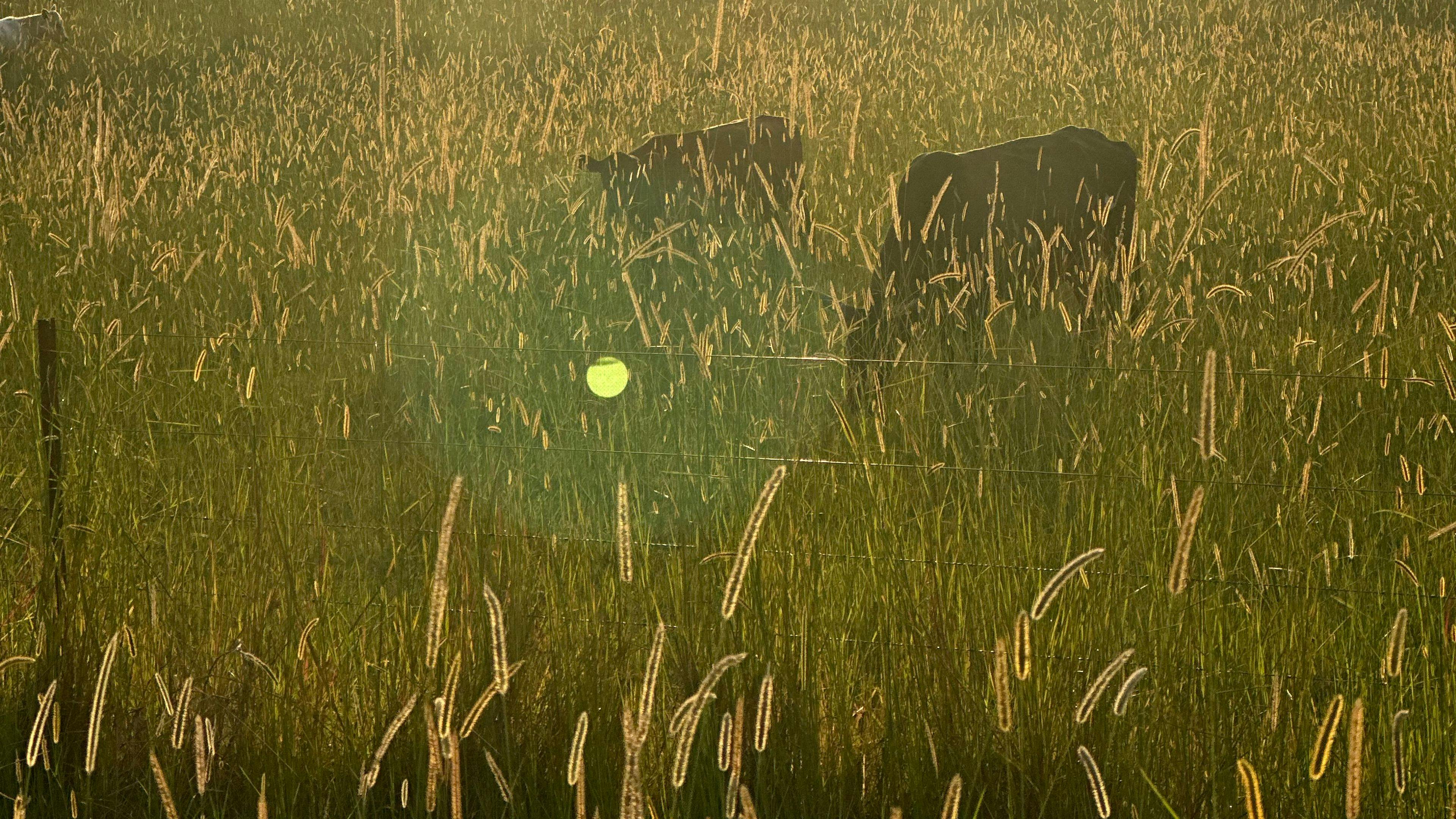 The Plains Ranch and Farm Stay