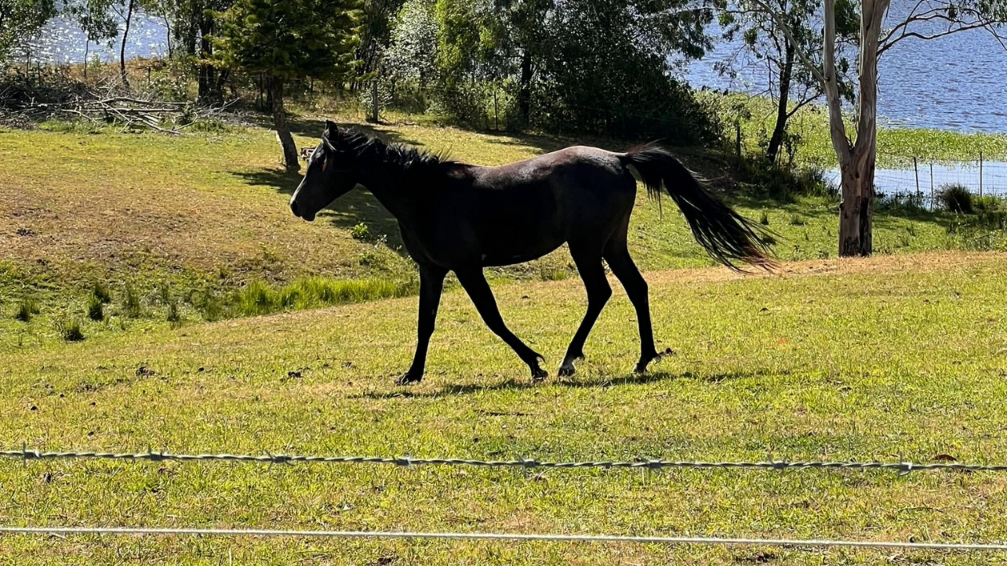 Traditional Legacies