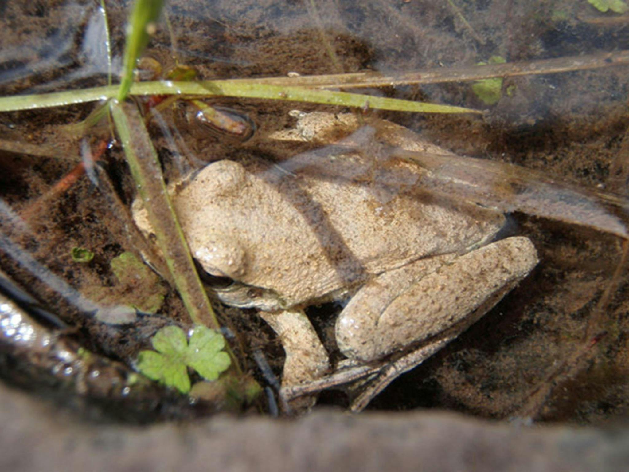 Booroolong Frog, Abercrombie National Park. Photo: NSW Government