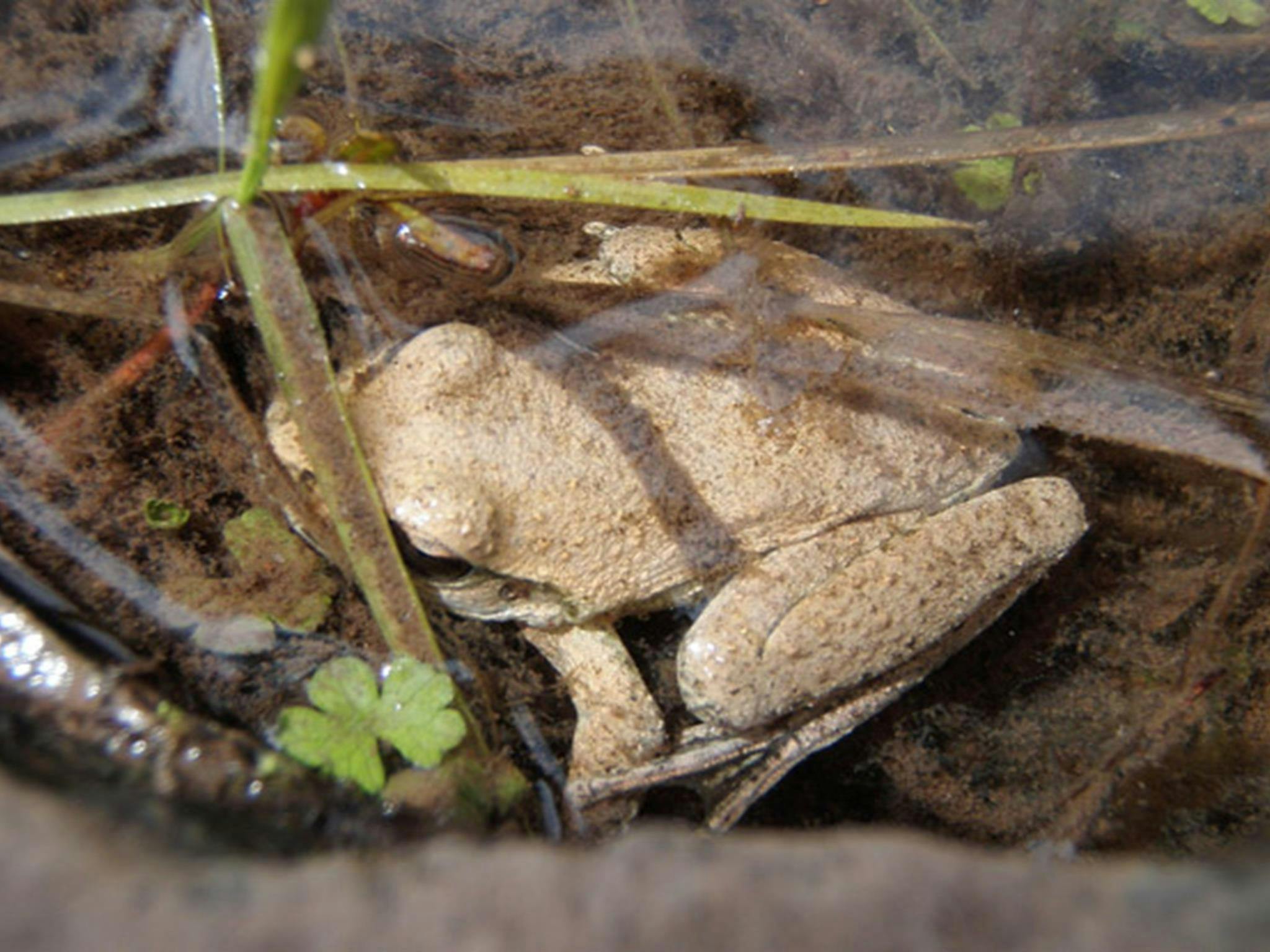 Booroolong Frog, Abercrombie National Park. Photo: NSW Government