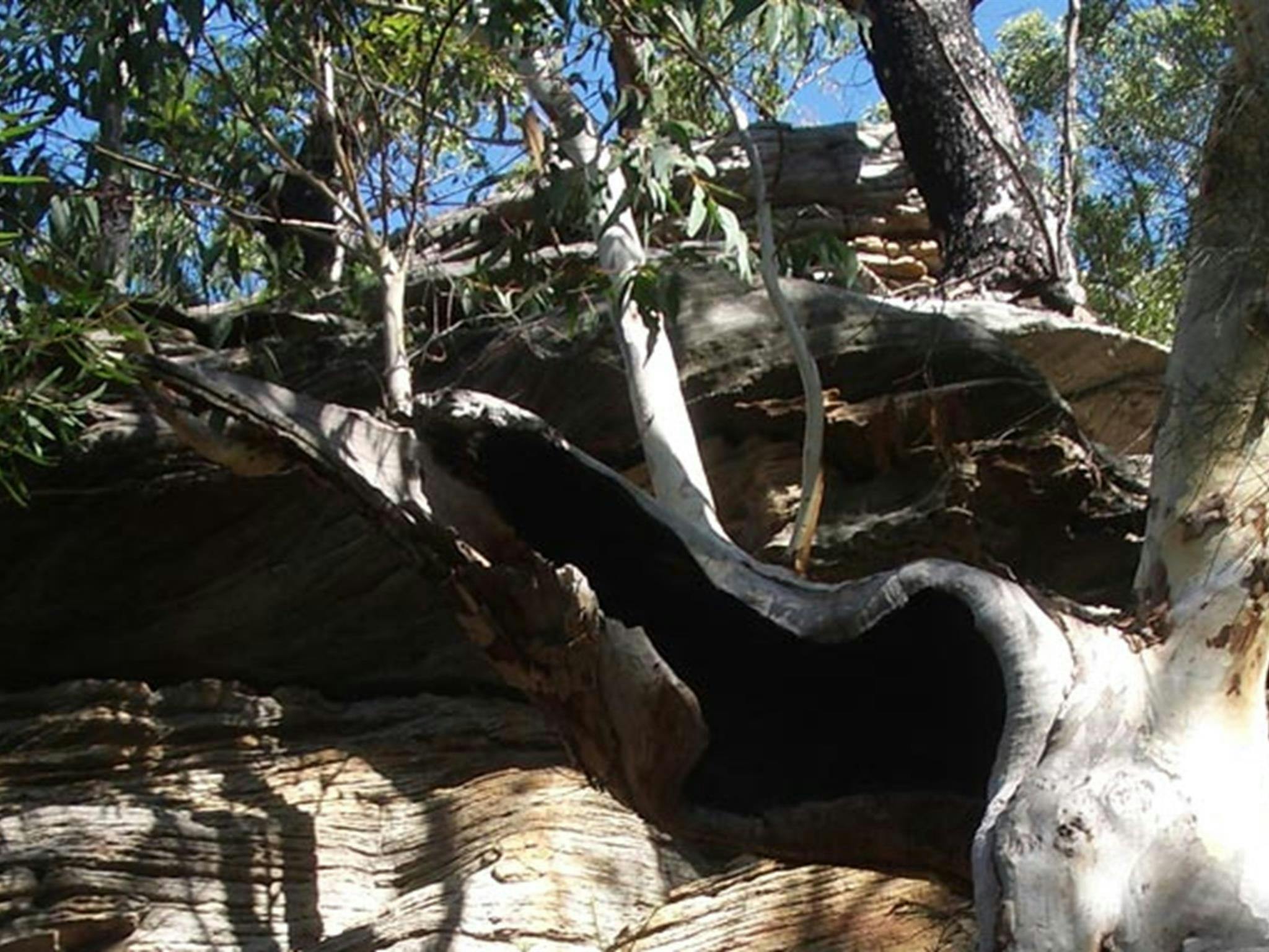 Uloola Falls campground rockface, Royal National Park. Photo: Andy Richards/NSW Government