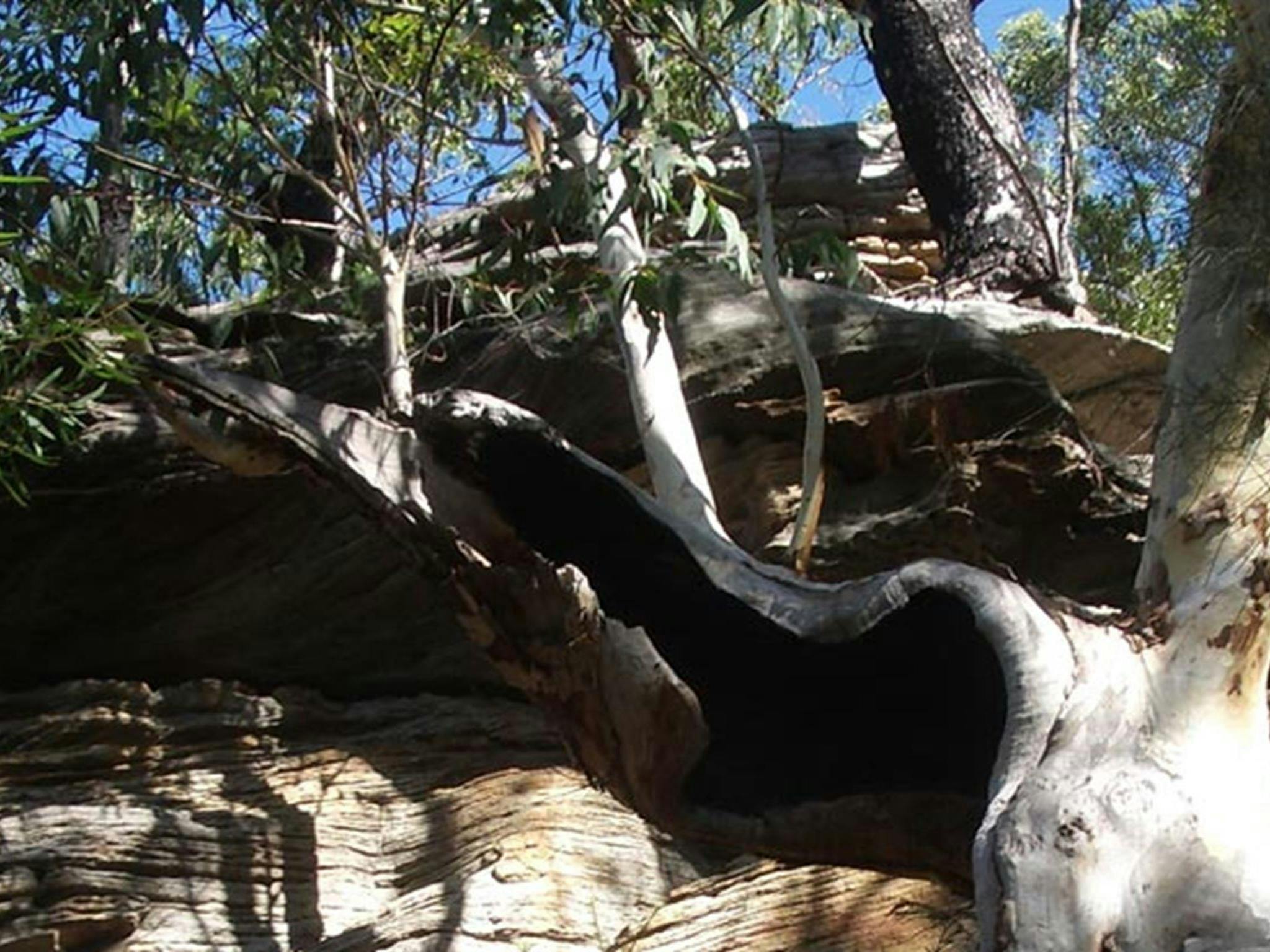 Uloola Falls campground rockface, Royal National Park. Photo: Andy Richards/NSW Government