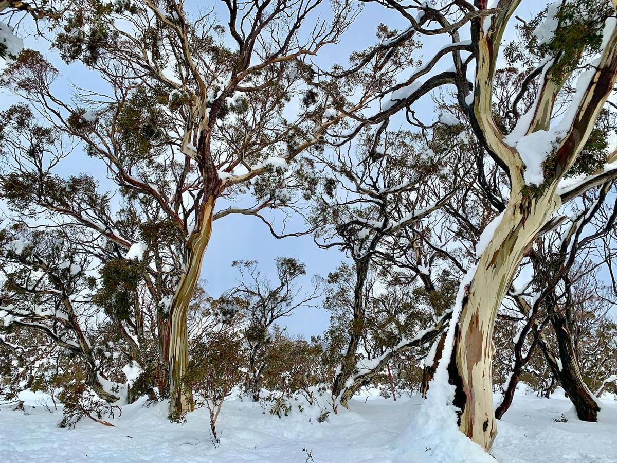 Snowgums at Valhalla