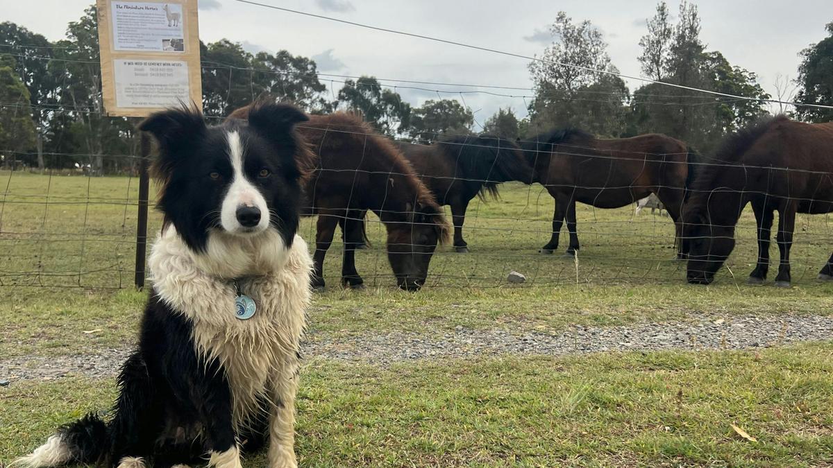 The Hatch Farm - Port Macquarie