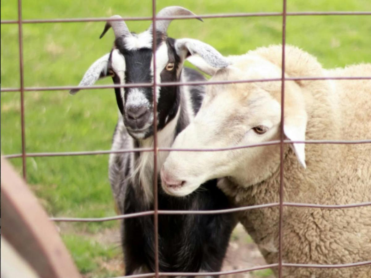 Sheep and Goat