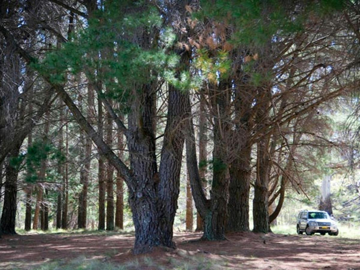 The Pines campground, Coolah Tops National Park. Photo: Nick Cubbin/NSW Government