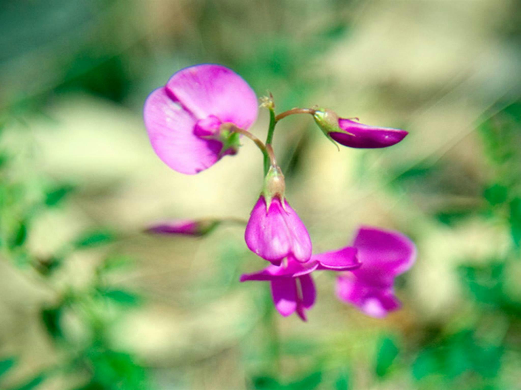 The Barracks campground, Coolah Tops National Park. Photo: Nick Cubbin/NSW Government