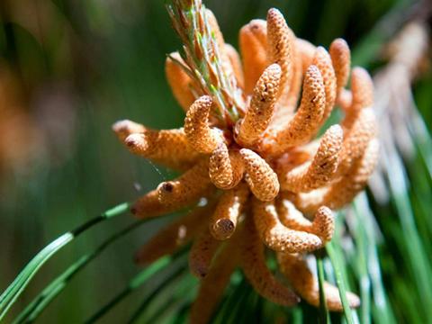 The Barracks campground, Coolah Tops National Park. Photo: Nick Cubbin/NSW Government