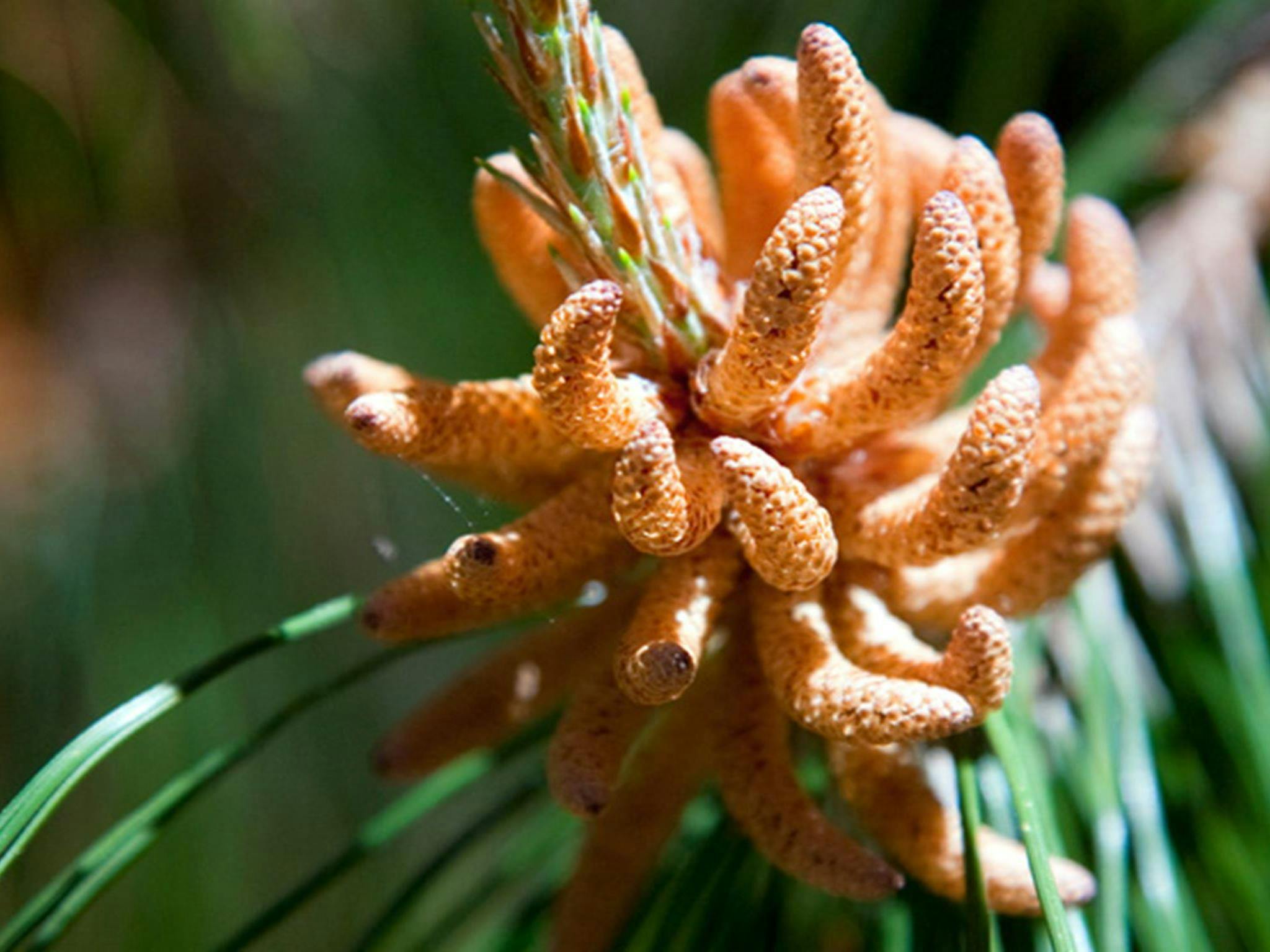 The Barracks campground, Coolah Tops National Park. Photo: Nick Cubbin/NSW Government