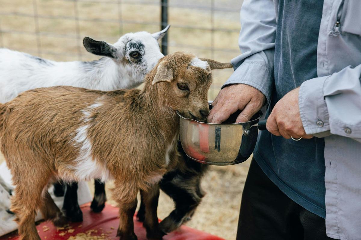 Tiny Tails Farm Stay