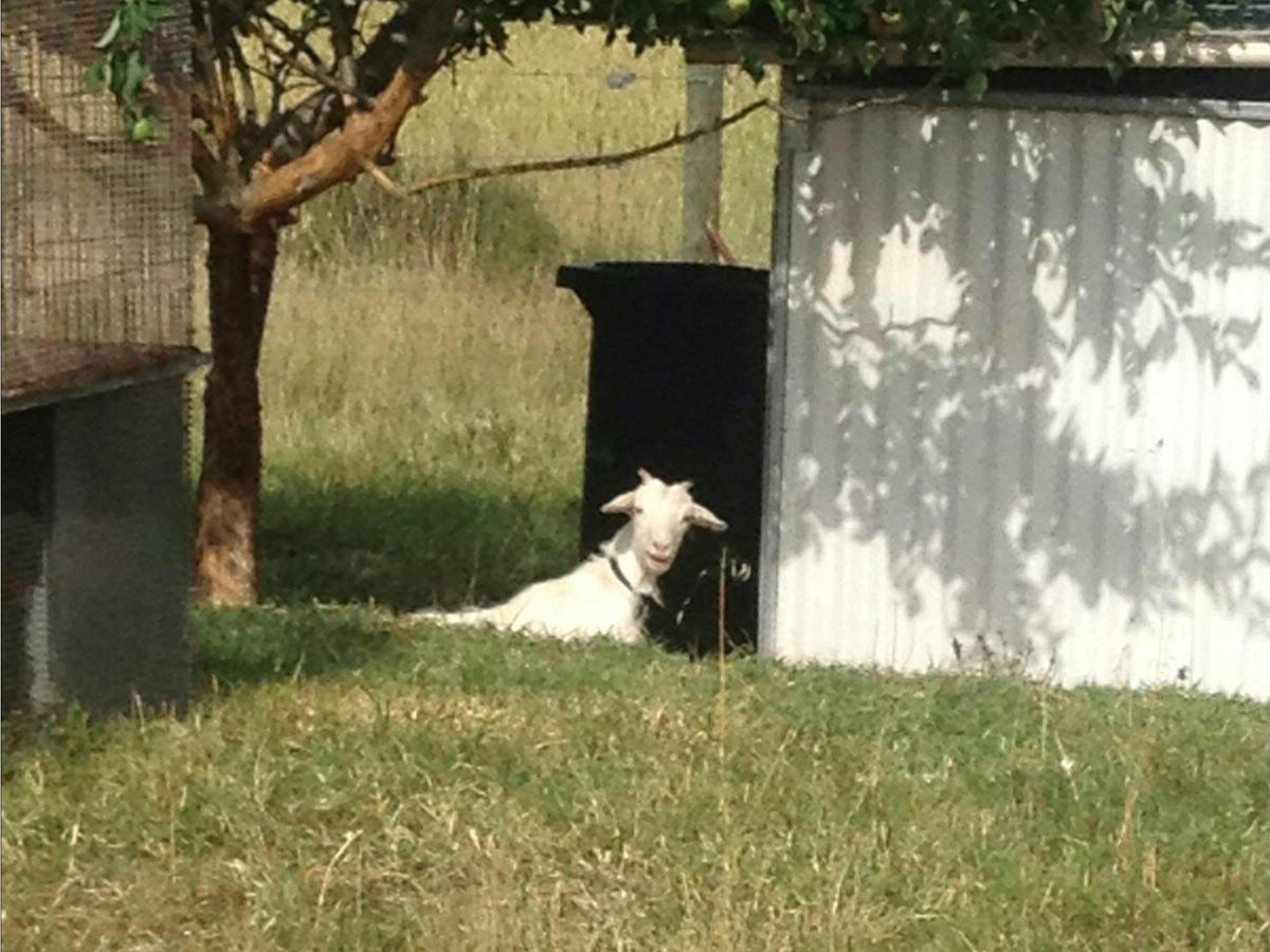 The Cubby House Farmstay