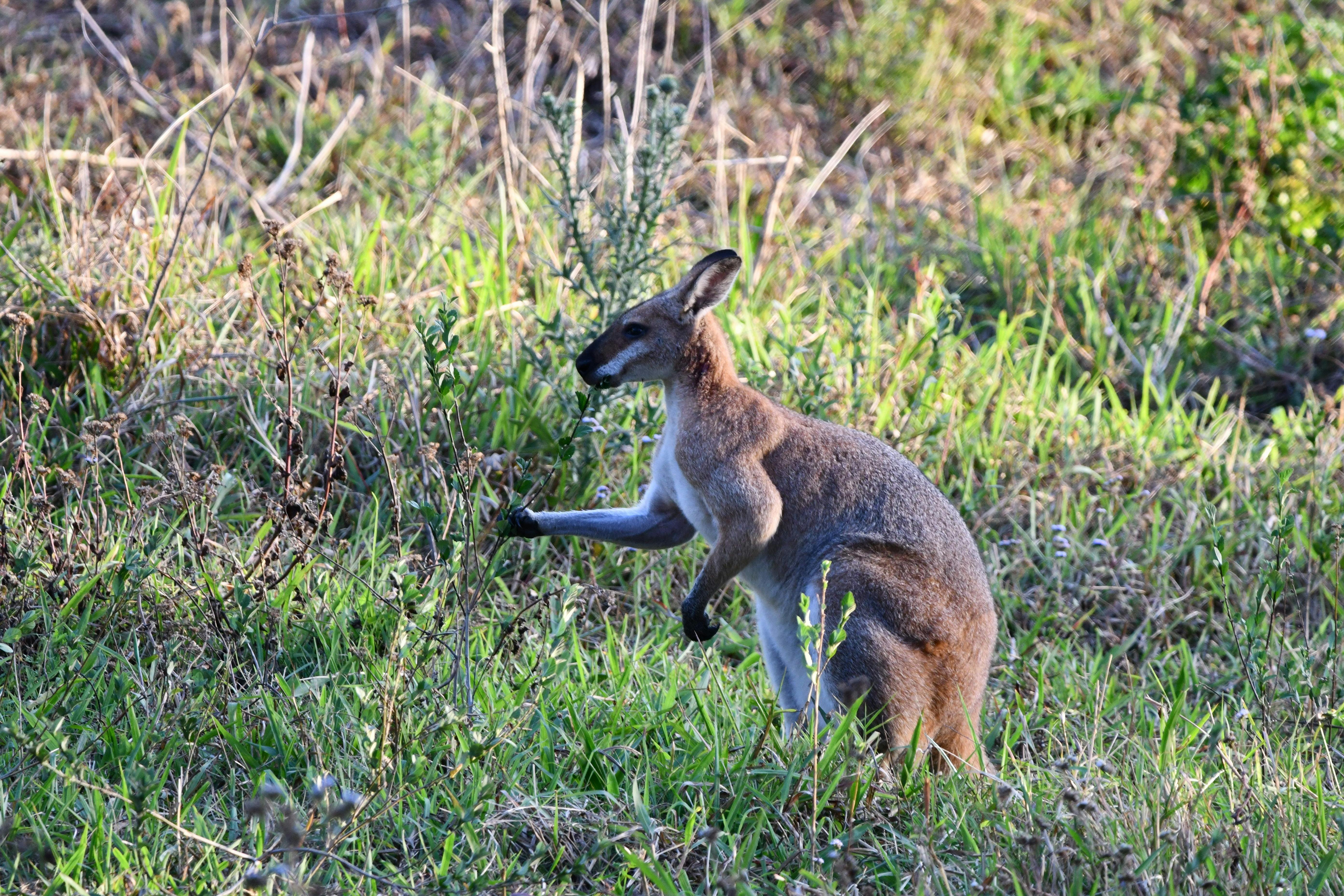 Wallaby near the cottage