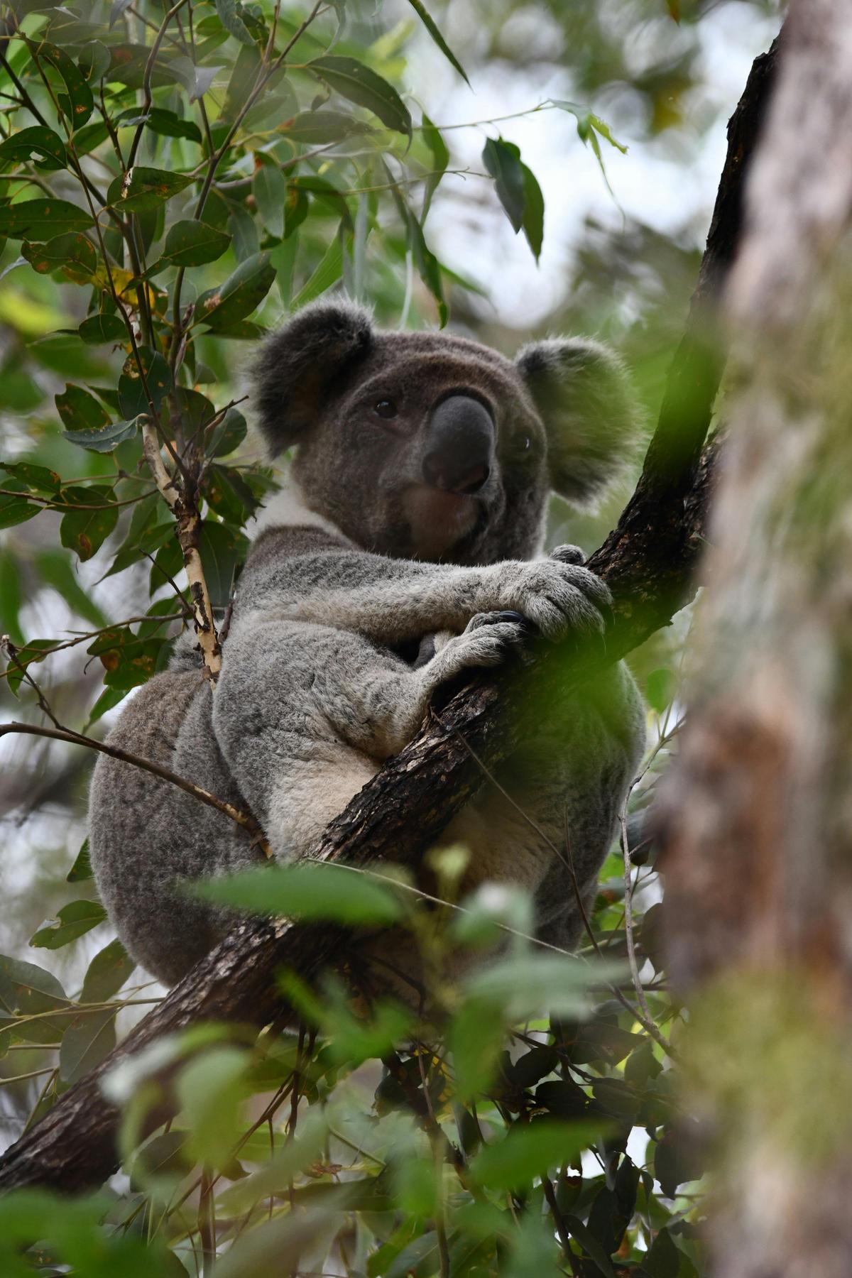 Koala on the farm
