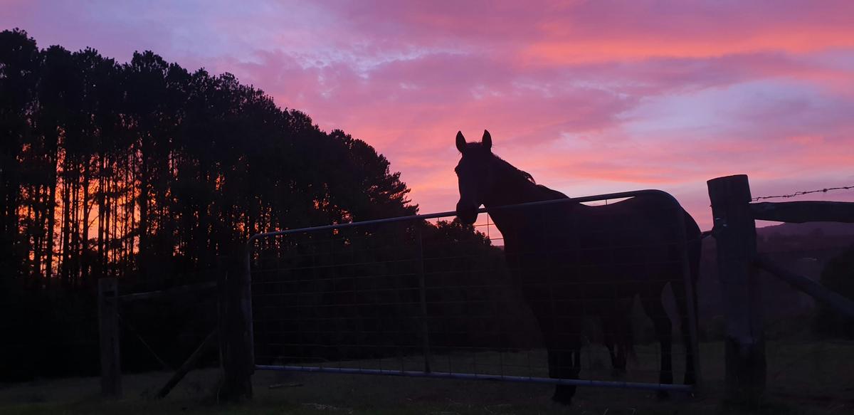 Horse Brandy  at sunset