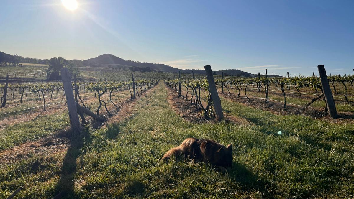Vans in the Vines at Lazy Oak Wines