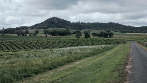Vans in the Vines at Lazy Oak Wines