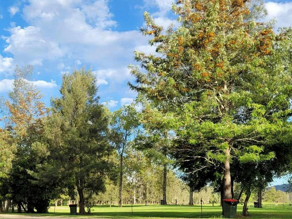 Williams_River_Holiday_Park