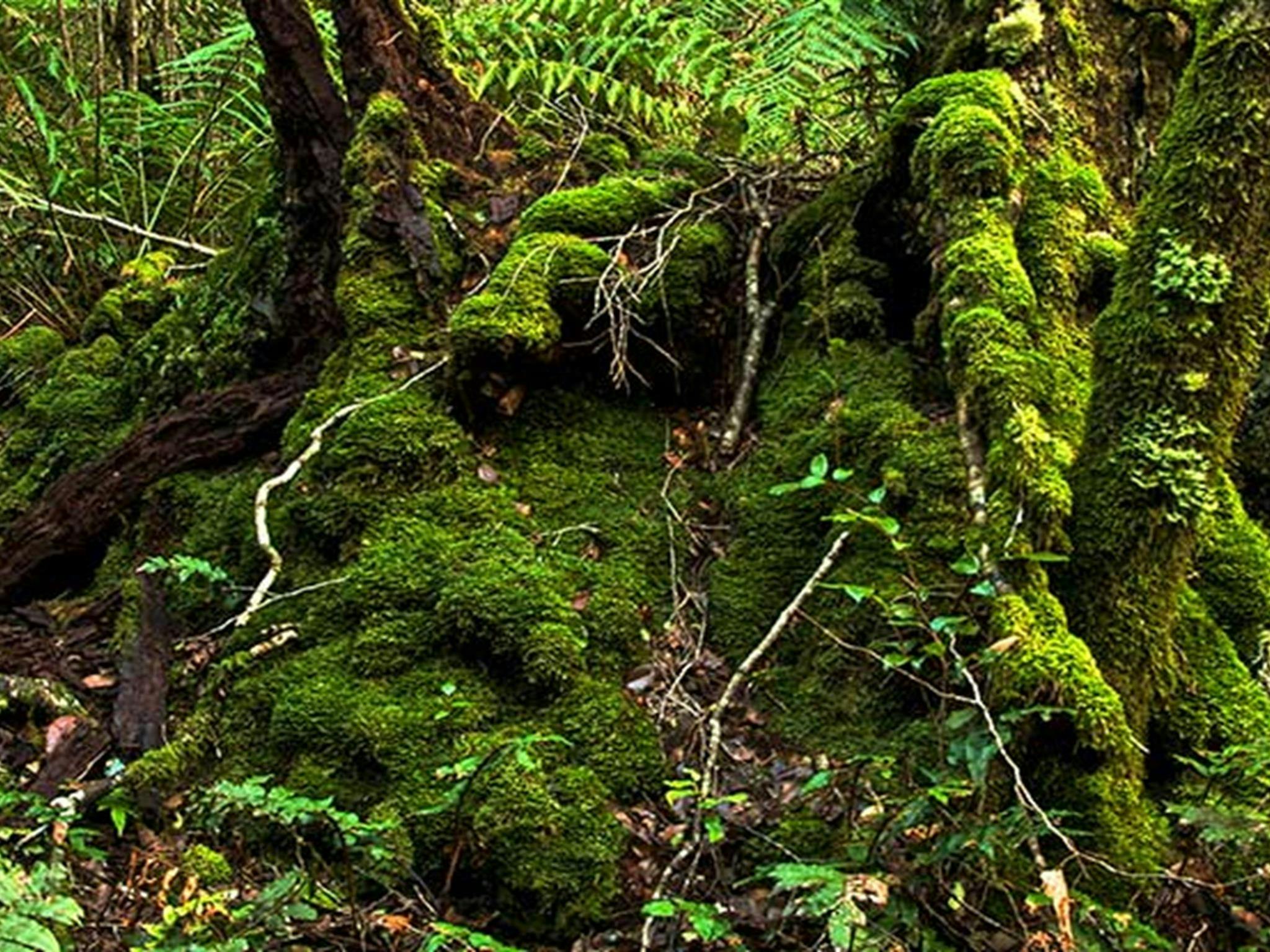 Moss covered stump. Photo:John Spencer Copyright:NSW Government