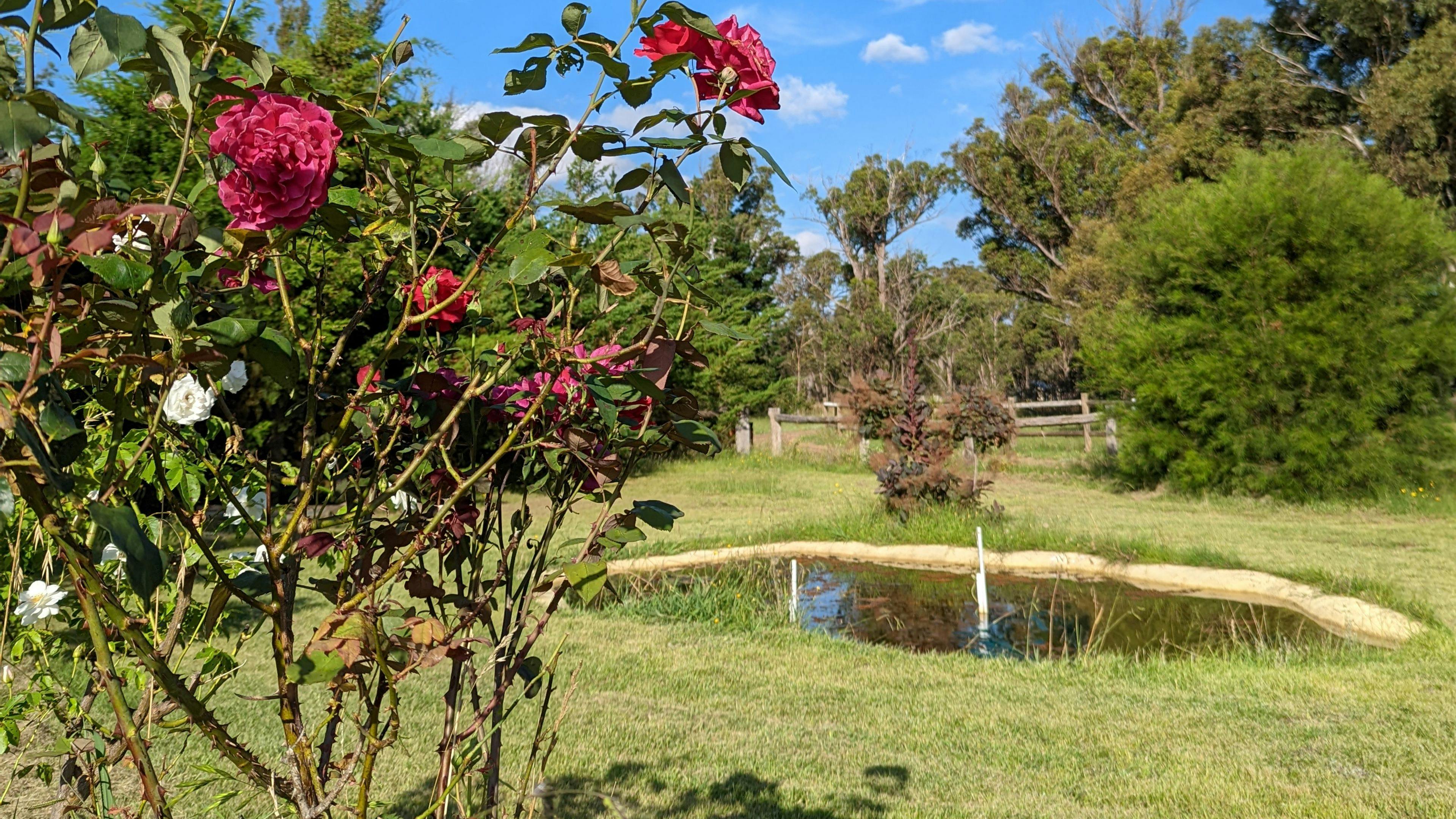 The Hobby Sheep Farm