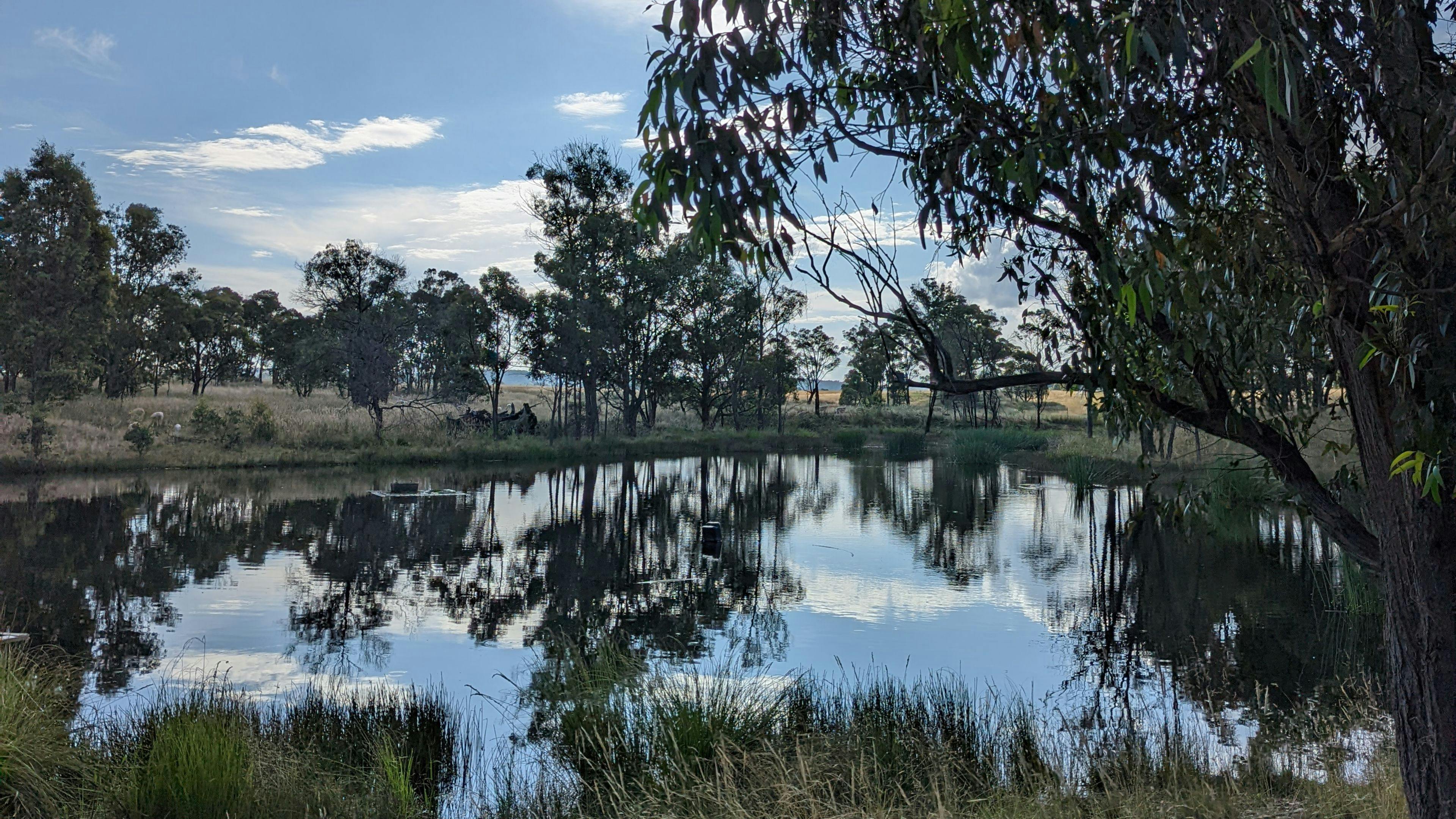 The Hobby Sheep Farm