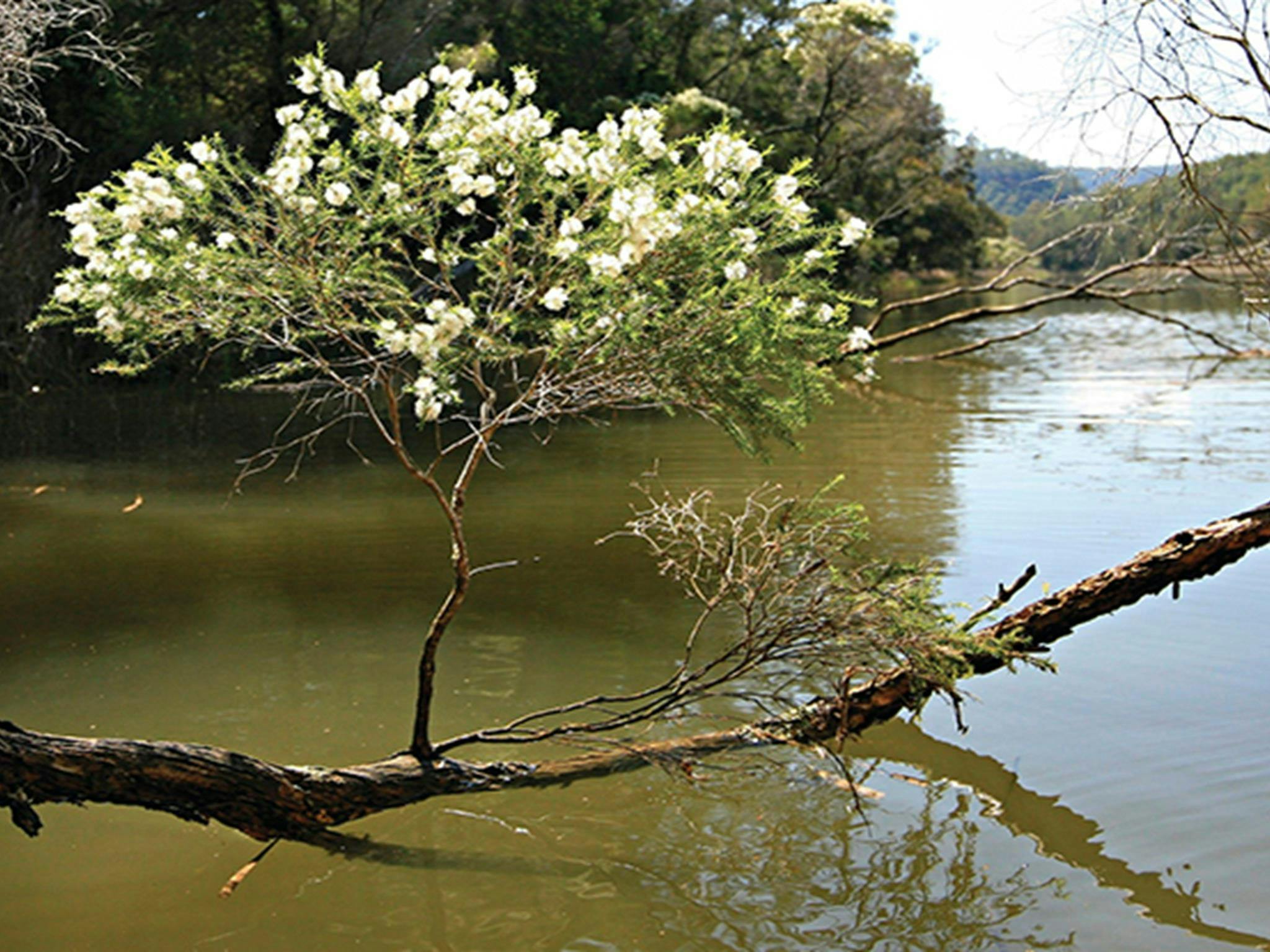 White flowers of the flax-leaved paperbark tree on an overhanging branch, Hawkesbury River.  Photo: