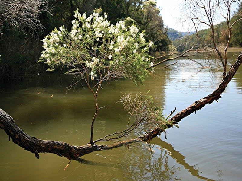 White flowers of the flax-leaved paperbark tree on an overhanging branch, Hawkesbury River.  Photo: 