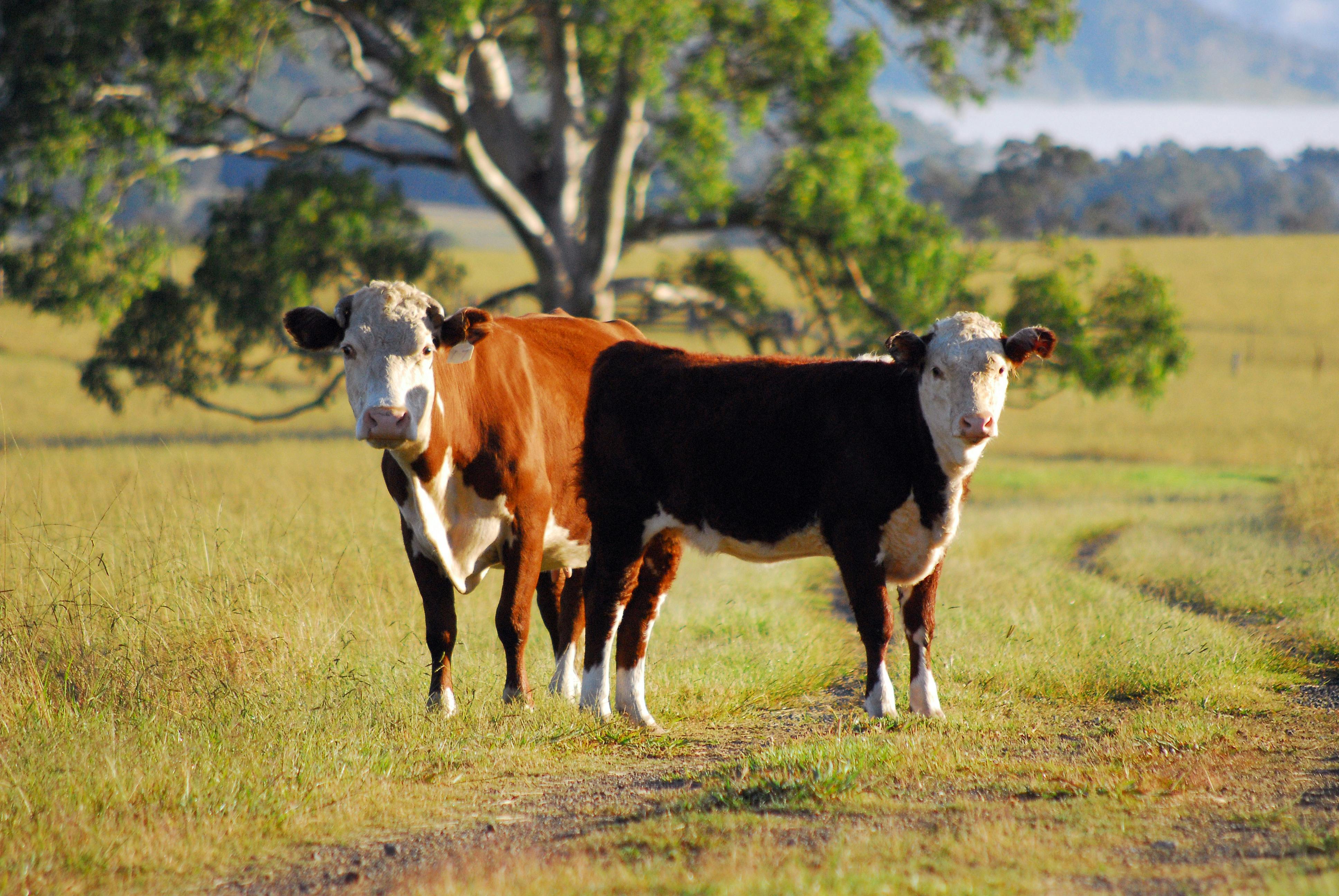 Working cattle property