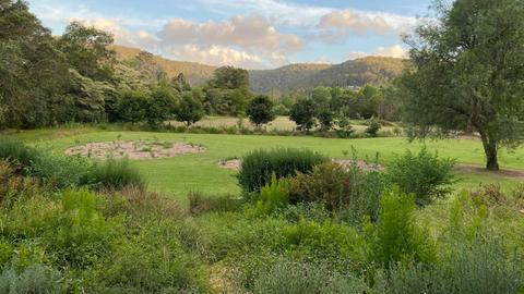 Wombat Willows