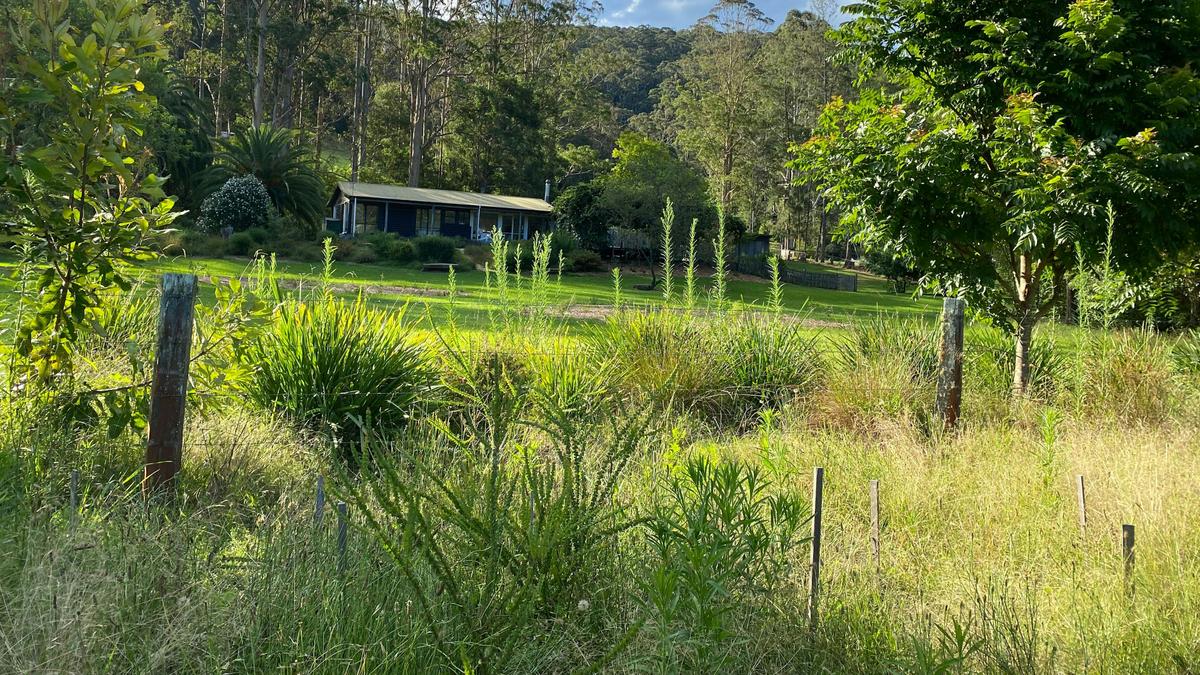 Wombat Willows