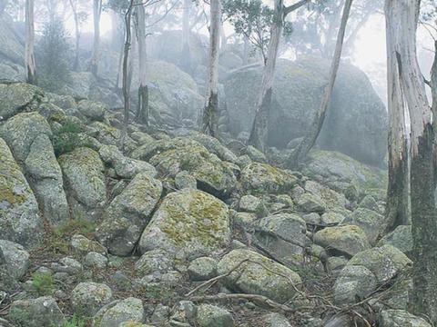 Waratah Gully campground