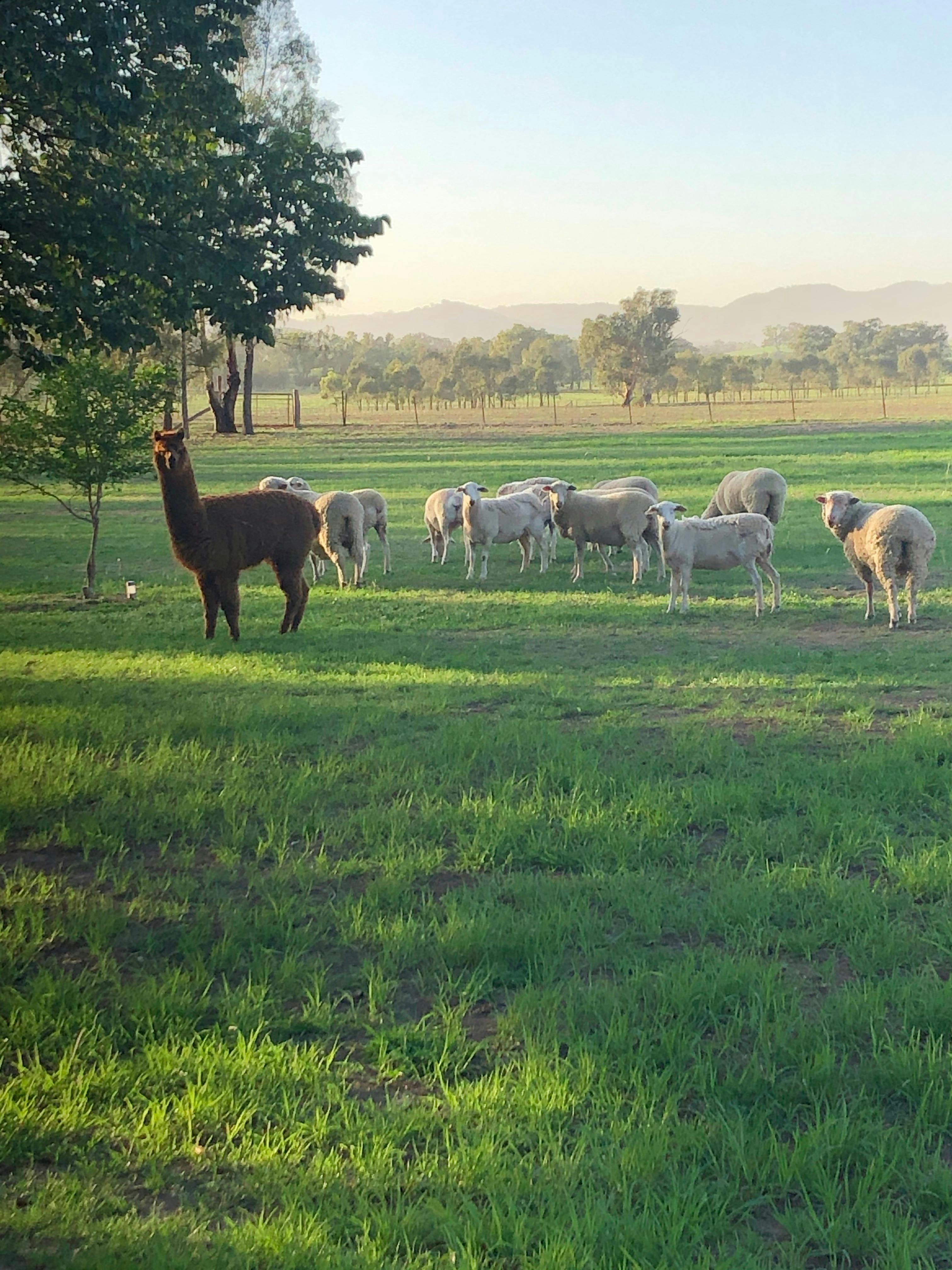 Sheep and Alpaca