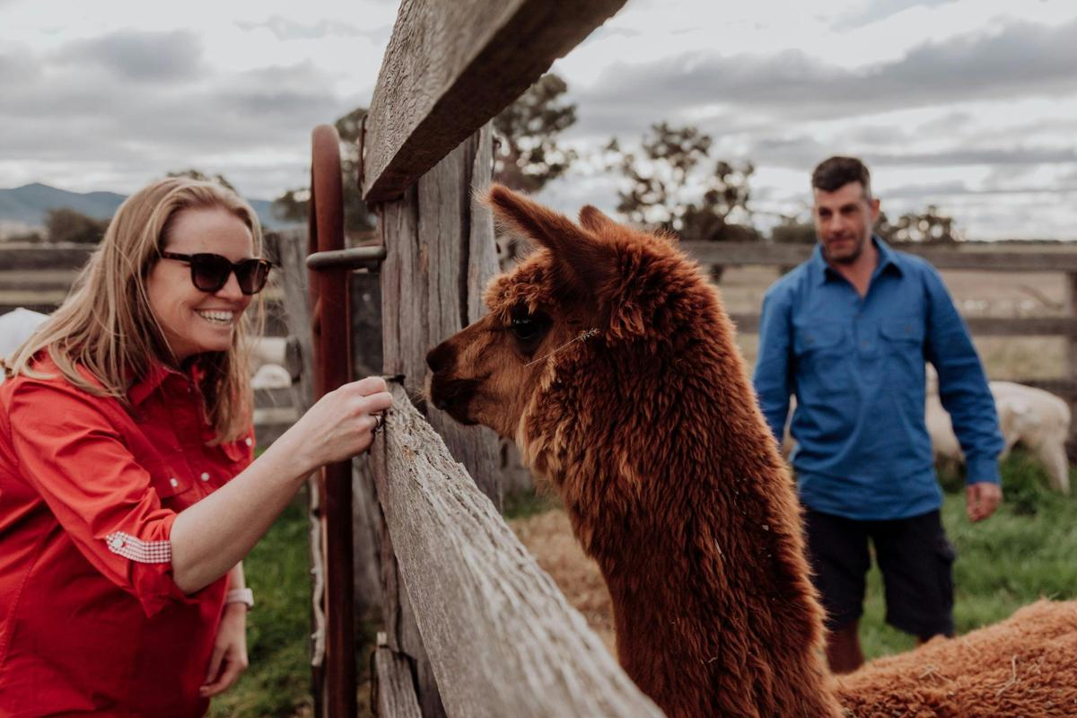 Alpaca patting