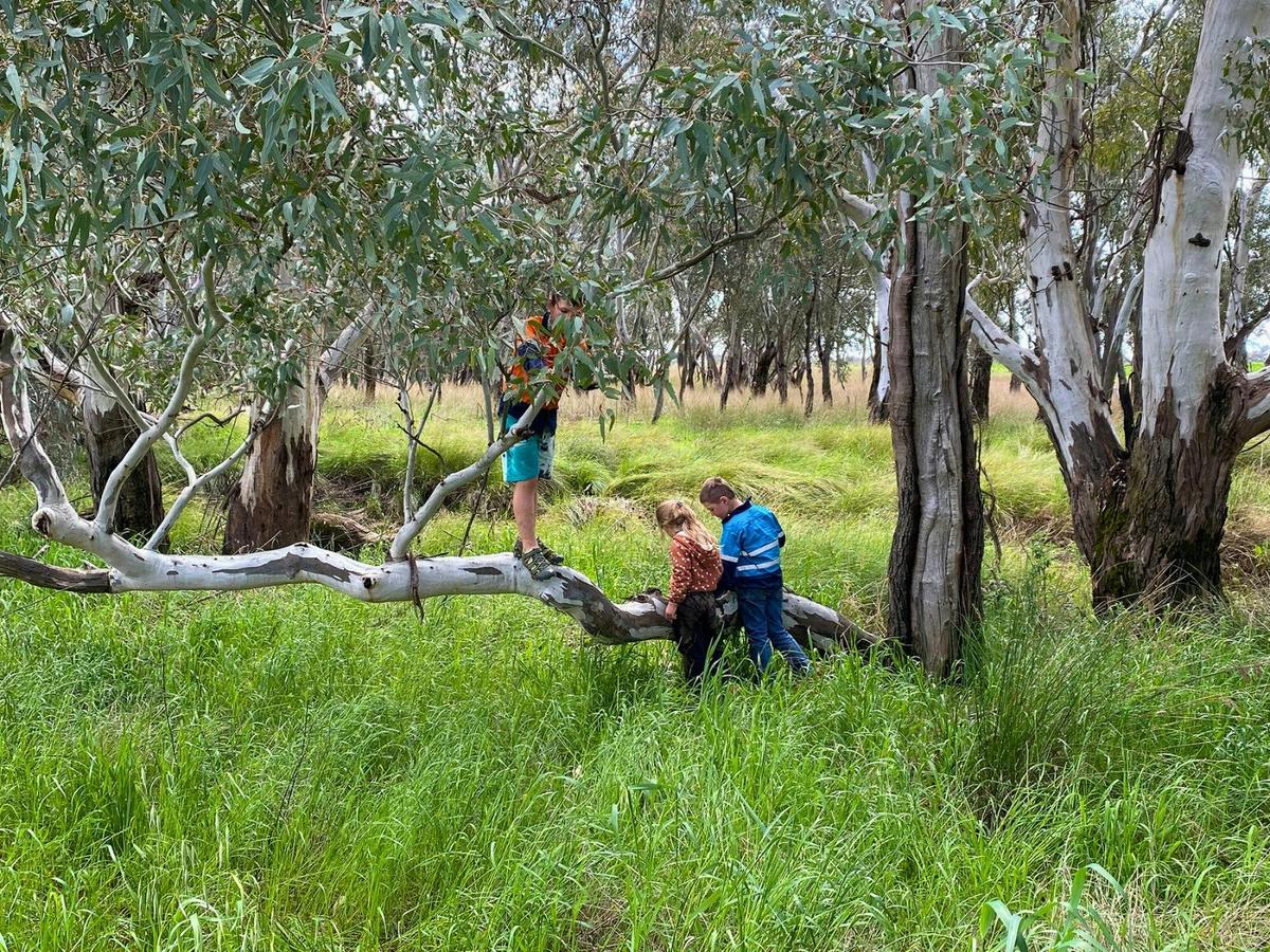 Wendouree Creek Paddock