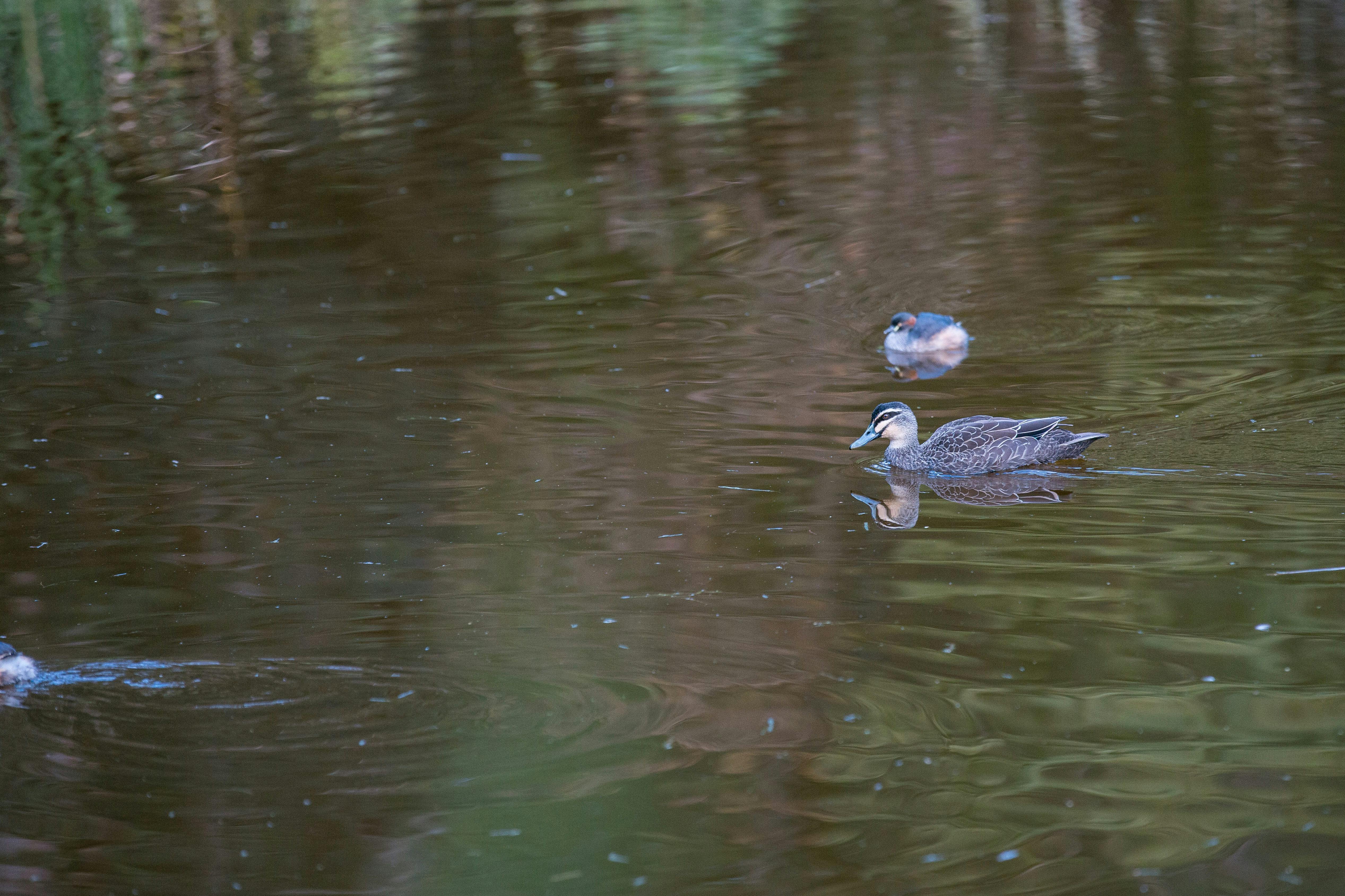 Gannons Park pond  harvests water for park irrigation